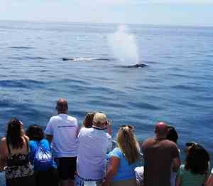 Newport Landing Whale Watching - Newport Beach, CA 92661